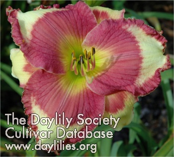 Daylily Curve Appeal